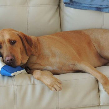 Dog resting on couch with striped pillows.